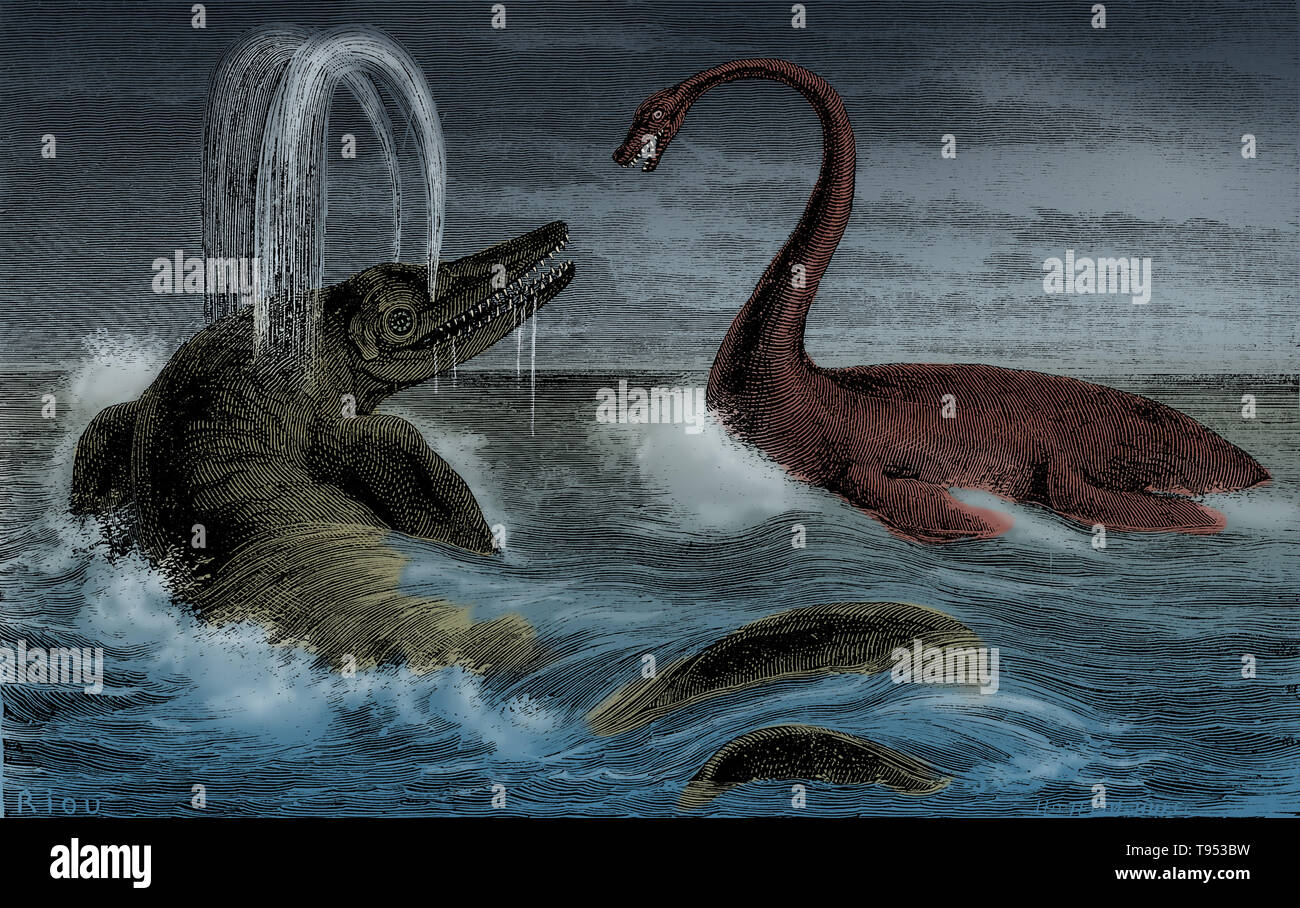 Ichthyosaurs waren riesige Meeresreptilien, die Delfine in ein klassisches Beispiel für konvergente Evolution ähnelte. Sie blühte während des Mesozoikums. Während der Mitteltrias, sie entwickelte sich aus noch unbekannten Land Reptilien, die zurück in das Wasser bewegt, in eine Entwicklung, die parallel zu den Vorfahren der heutigen Delfine und Wale. Sie reichten so weit in der Größe, und überlebte so lange, dass Sie wahrscheinlich sind, eine breite Palette von Beute gehabt zu haben. Stockfoto