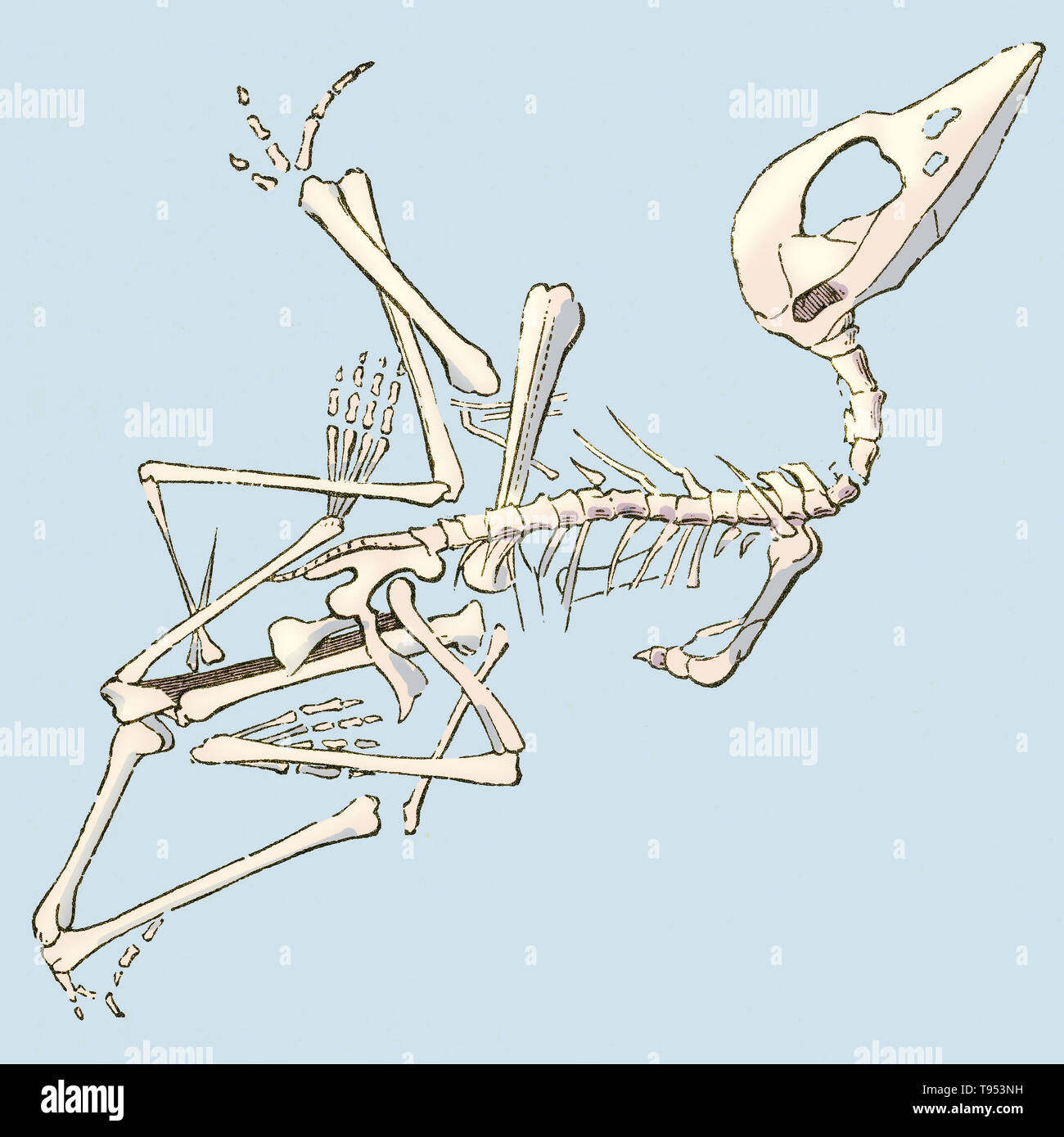 Abbildung: ein pterodactyl Fossil (Pterodactylus brevirostris), von Louis Figuier der Welt vor der Sintflut, 1867 American Edition. Figuier beschreibt Pterodactyls als ''halb Vampir, halb Woodcock, mit Zähnen des Krokodils.'' Dieses Fossil in Deutschland Solenhofen Kalksteine entdeckt wurde. Stockfoto