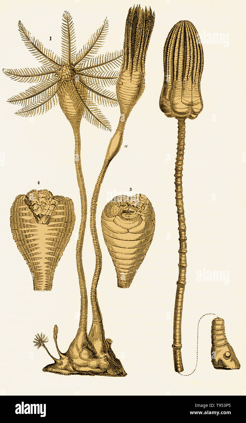 Crinoiden aus der Kreidezeit. Auf der linken Seite ist Apiocrinites rotundus, (1) Ernährung (a) geschlossen, (3) Querschnitt, und (4) vertikale Abschnitt, die Speiseröhre. Auf der rechten Seite ist Encrinus liliformis. Abbildung von Louis Figuier der Welt vor der Sintflut, 1867 American Edition. Stockfoto