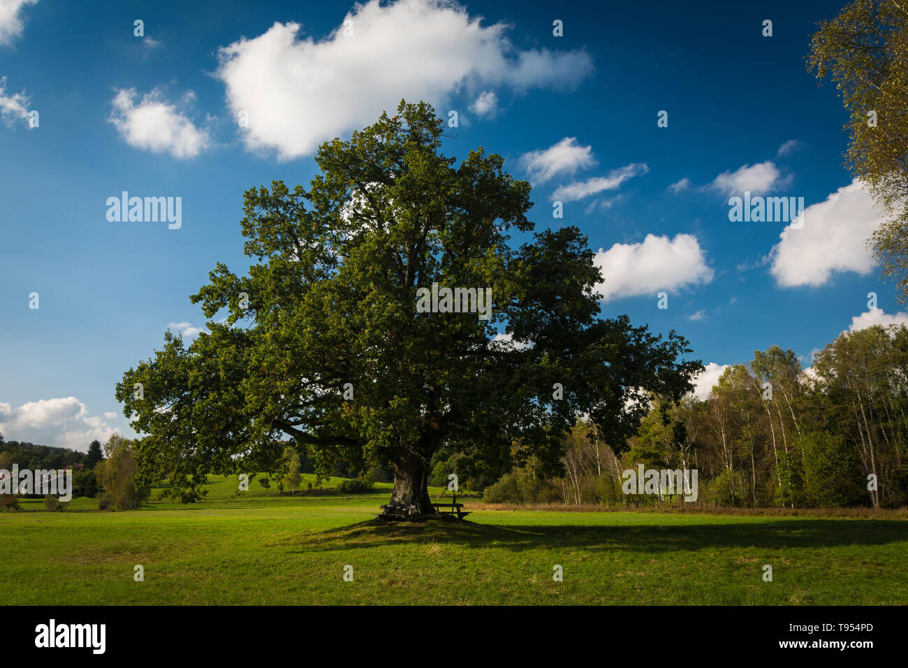 Einsame grüne Eiche Baum im Feld in der Nähe von Kloster Seeon Stockfoto