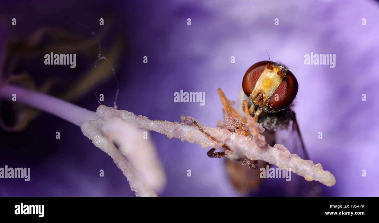 Hoverfly sitzen in einer Blume, oder besser noch, gut klebt auf den Stempel der Blüten. Scharfe und detaillierte Makro Portrait von Hoverfly Auge Stockfoto