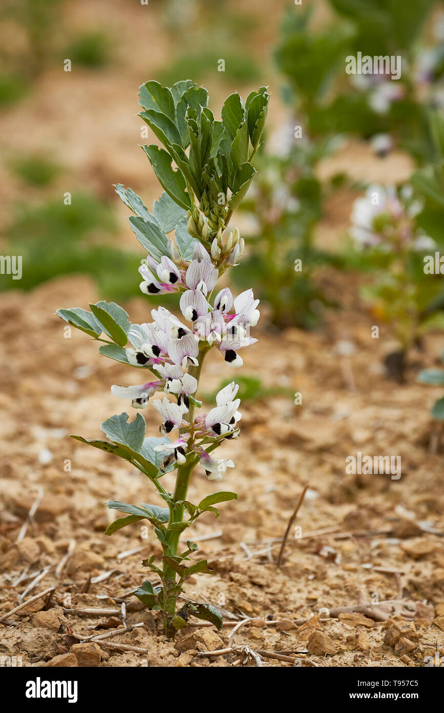 Junge Sojabohnen Blumen wachsen auf Kent, England, Vereinigtes Königreich, Europa Stockfoto