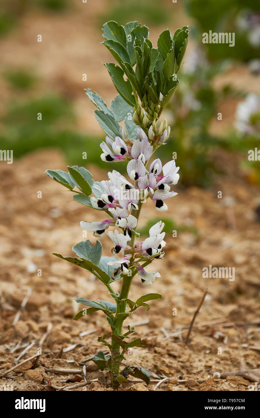 Junge Sojabohnen Blumen wachsen auf Kent, England, Vereinigtes Königreich, Europa Stockfoto