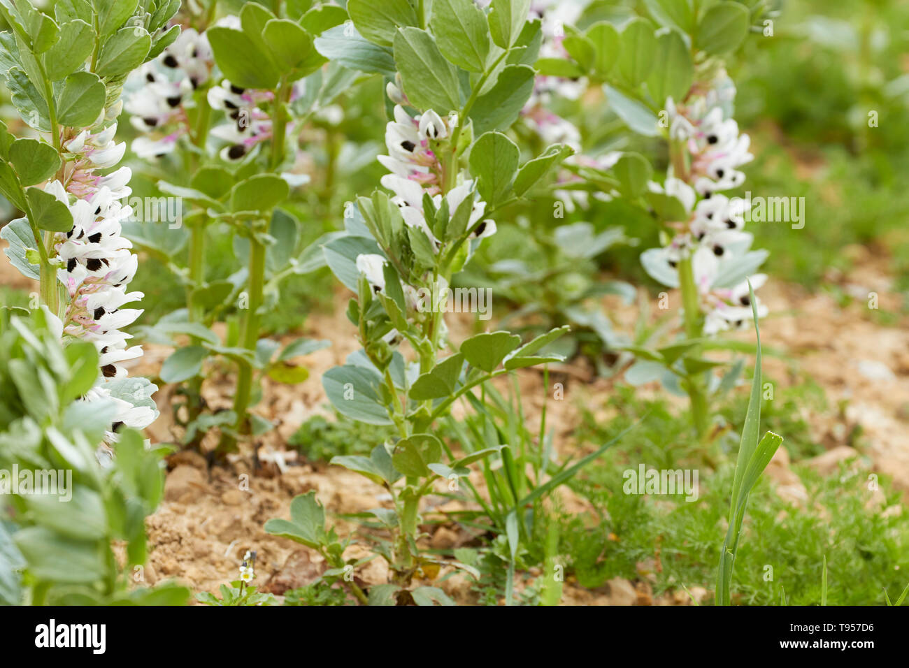 Junge Sojabohnen Blumen wachsen auf Kent, England, Vereinigtes Königreich, Europa Stockfoto