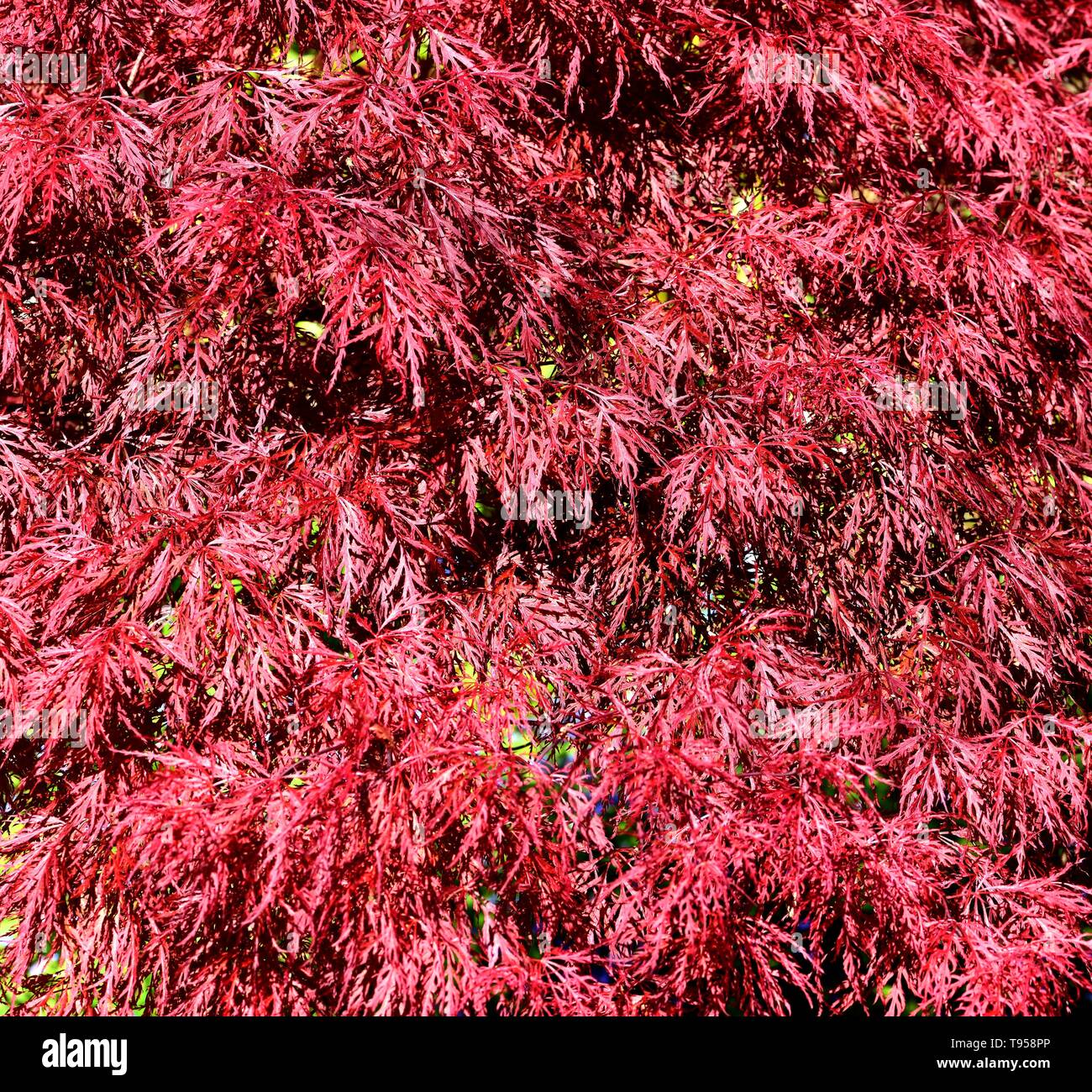 Frühling Blätter von Acer palmatum Spitze Lady. Stockfoto