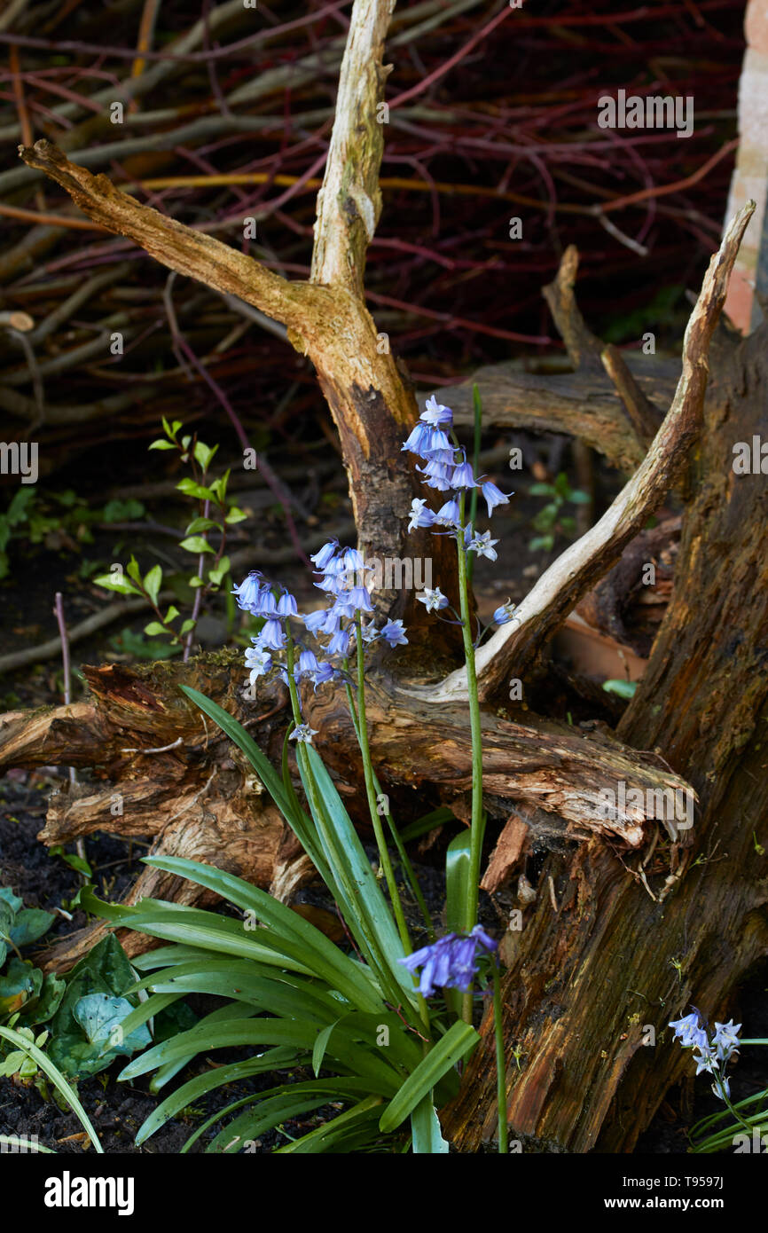 Bluebells und Zweig in einem englischen Frühling, Stratford, England, Vereinigtes Königreich, Europa Stockfoto