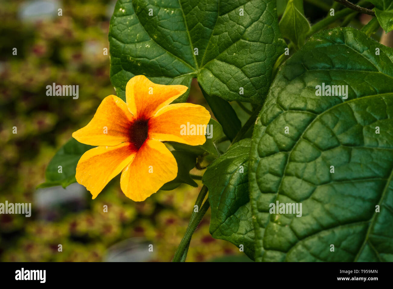 Nahaufnahme von Frühling Garten Blumen zeigt große Details der Blume Teile Stockfoto