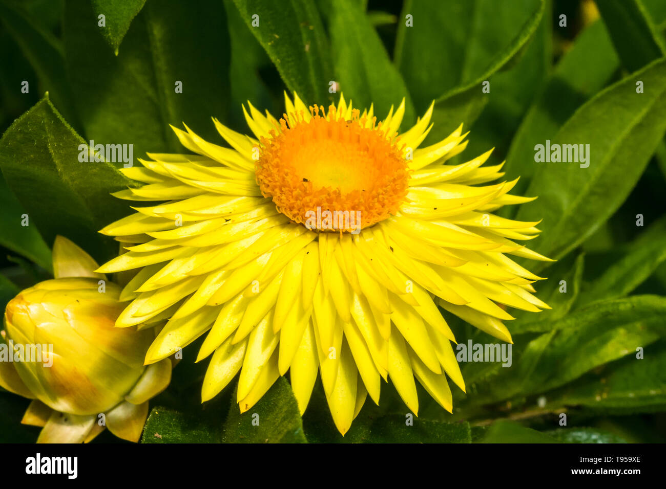 Nahaufnahme von Frühling Garten Blumen zeigt große Details der Blume Teile Stockfoto