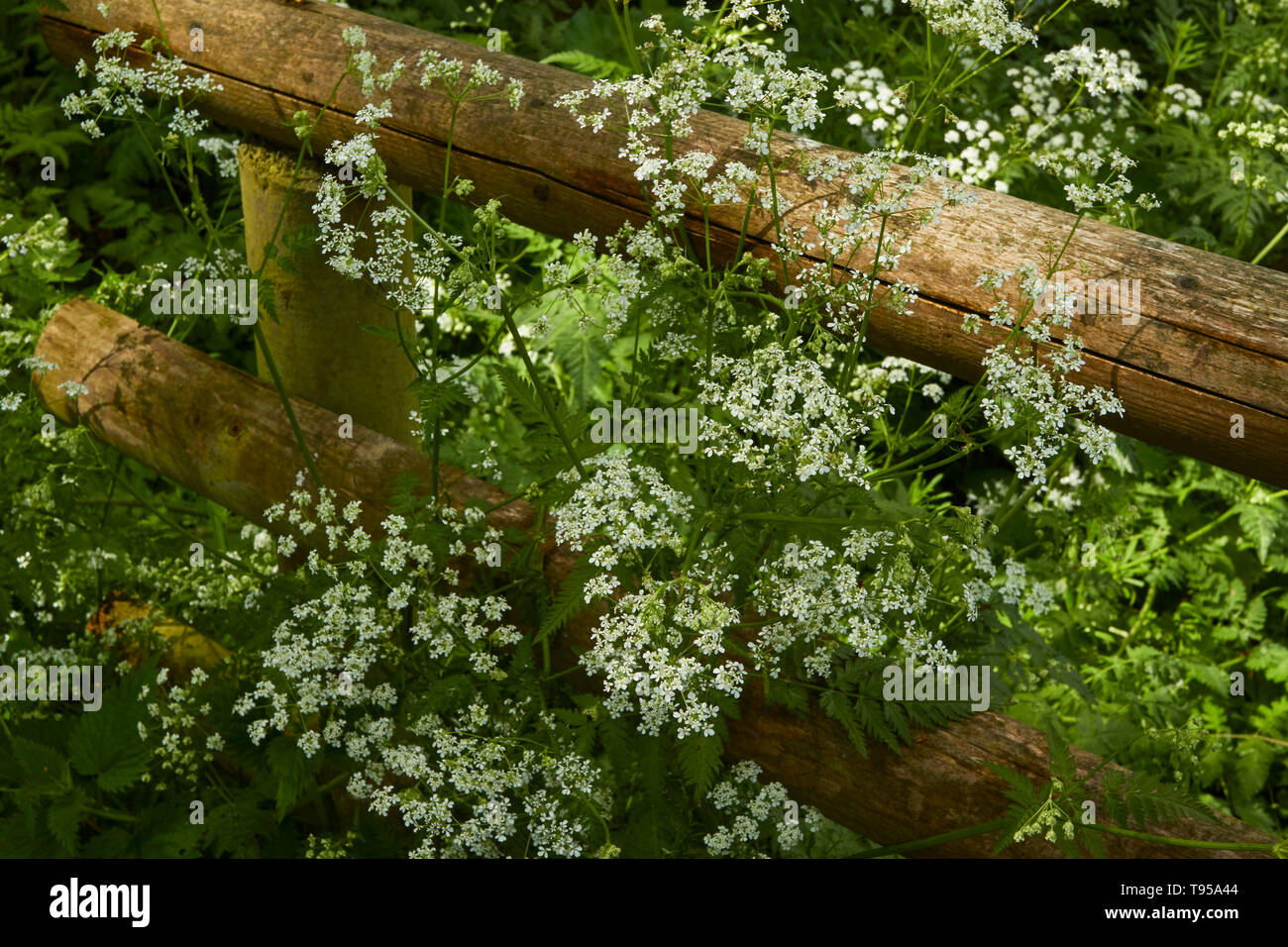 Kuh Petersilie und Baumstämmen abstract der Feder in der englischen Landschaft in der Nähe von Stratford-on-Avon, England, Vereinigtes Königreich, Europa Stockfoto