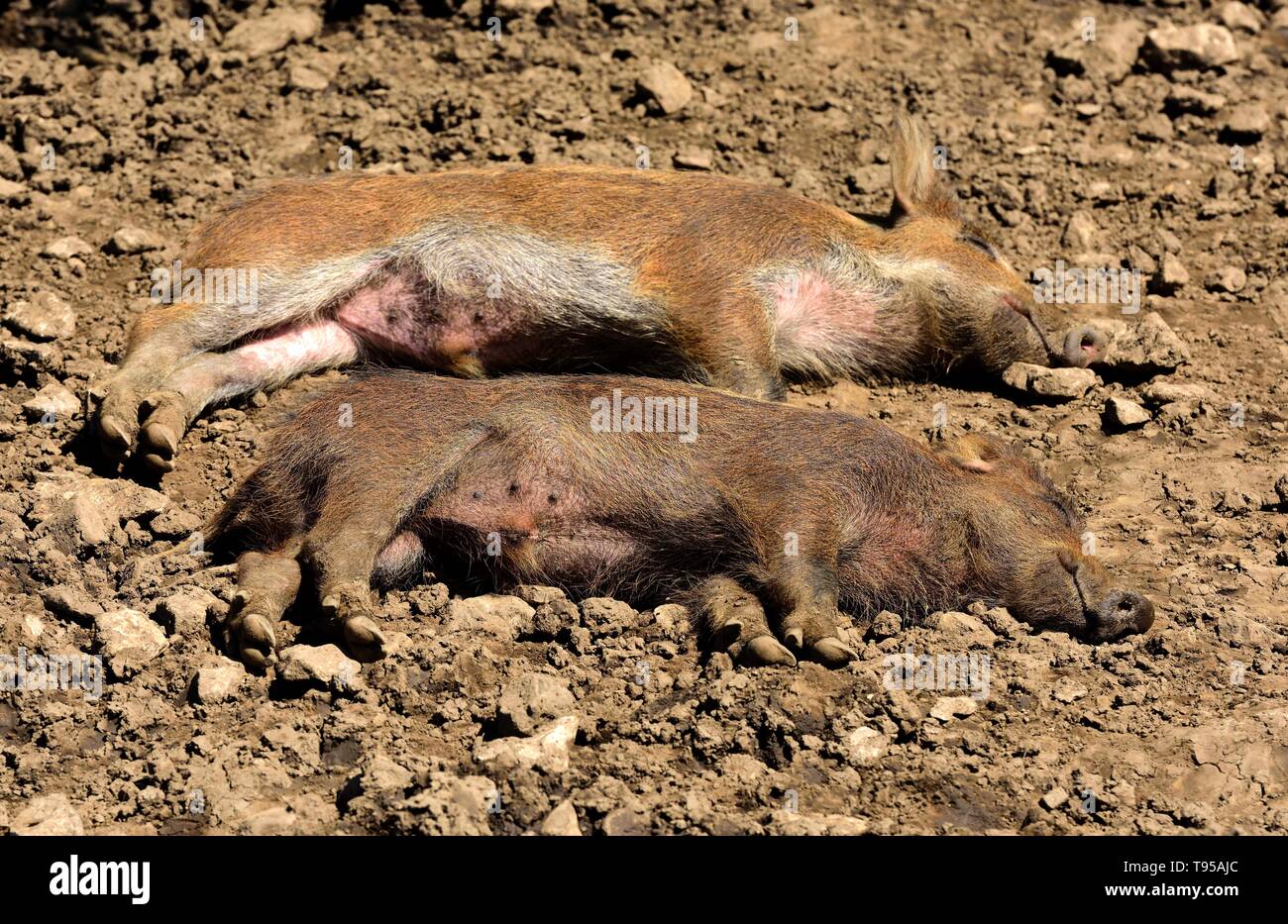 Zwei wildschwein frischlinge schlafen in der Sonne. Stockfoto