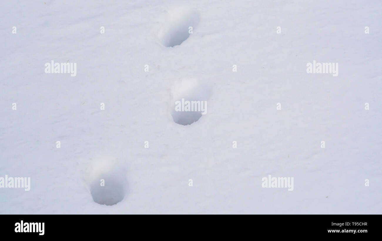 Panorama in der Nähe des Animal tracks auf weißen Schnee, der den Boden Stockfoto