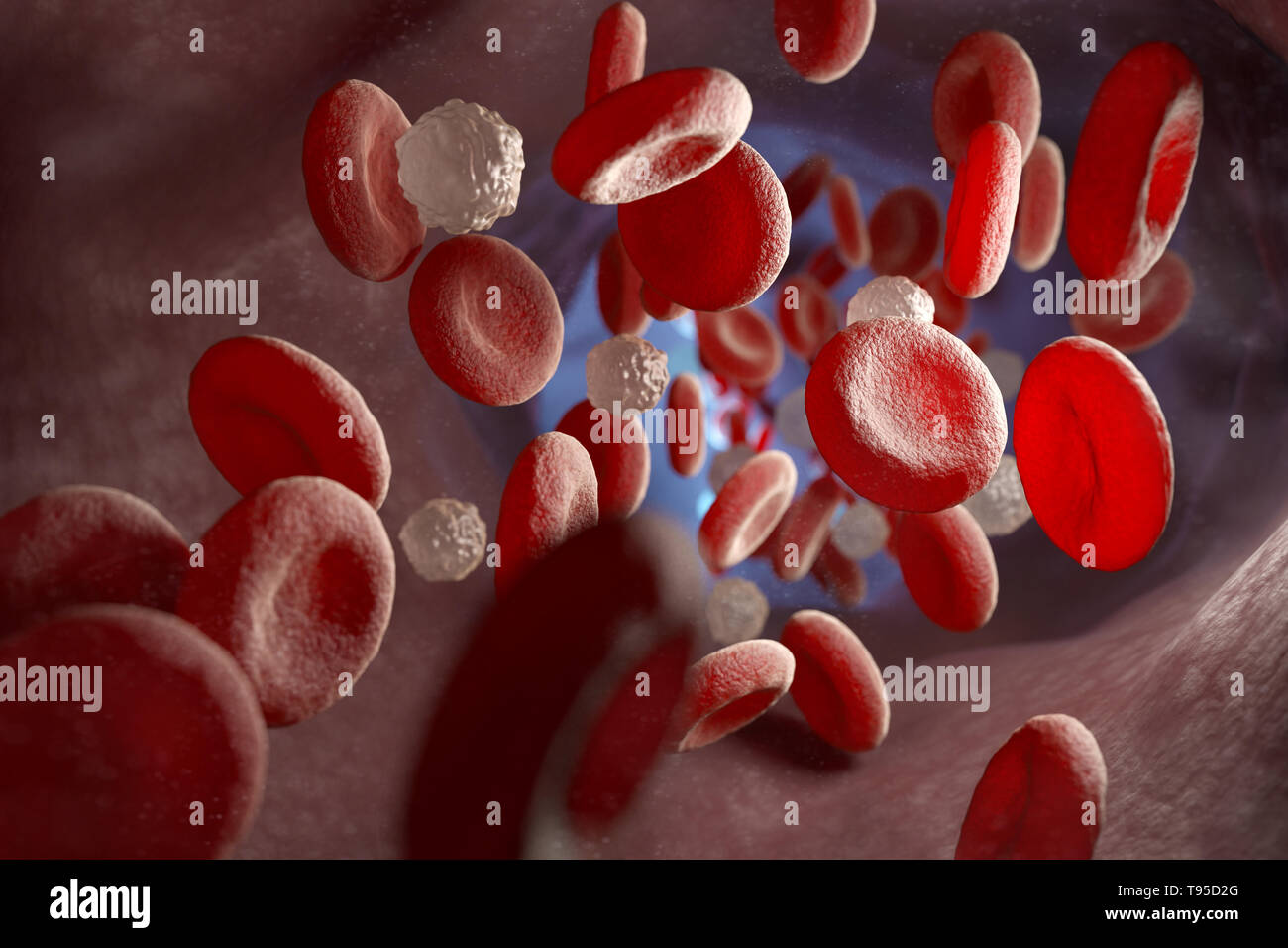 Die roten und weißen Blutzellen und in die Vene. 3D-Darstellung Stockfoto