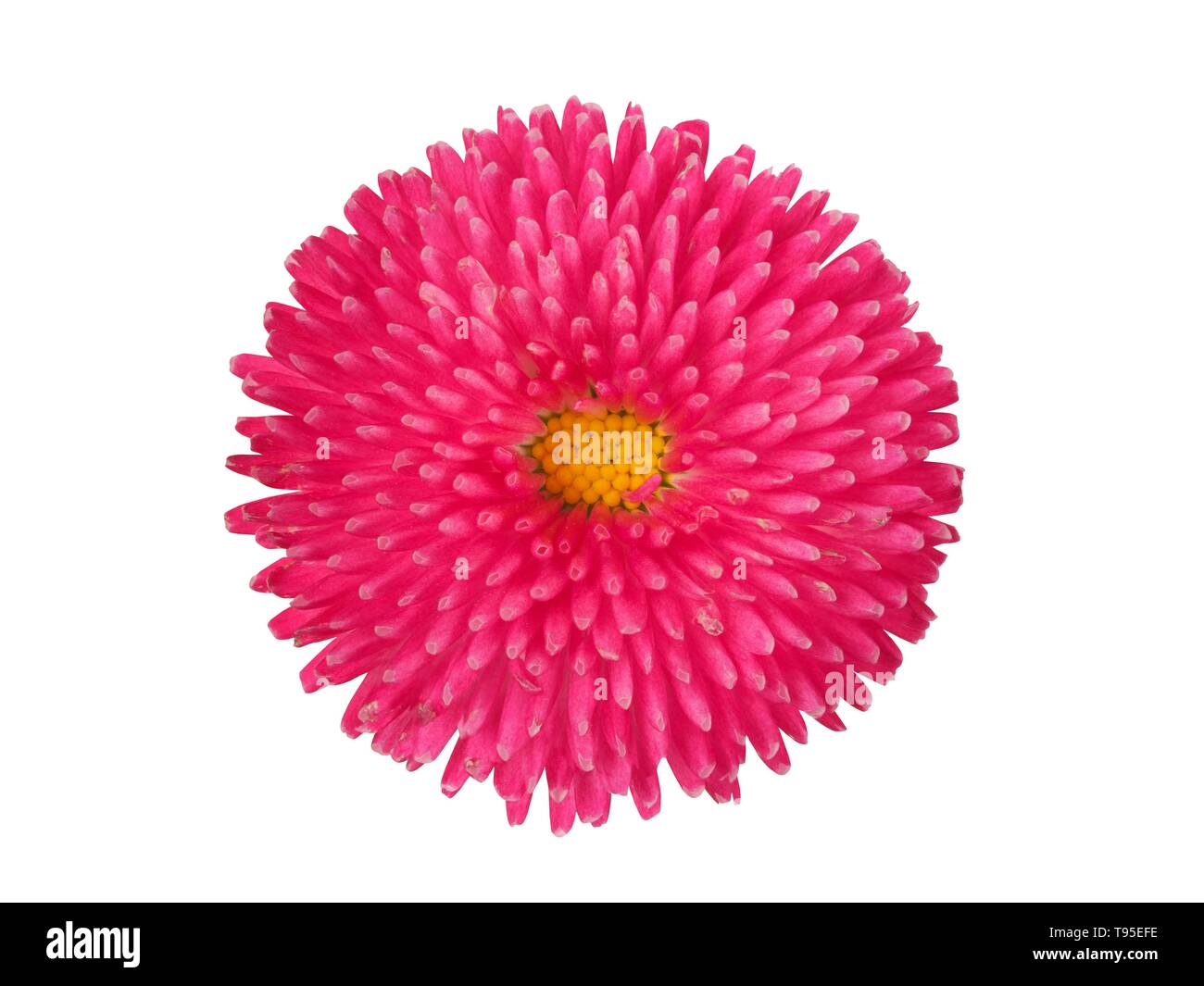 Leiter der rosa Blume auf weißem Hintergrund Stockfoto