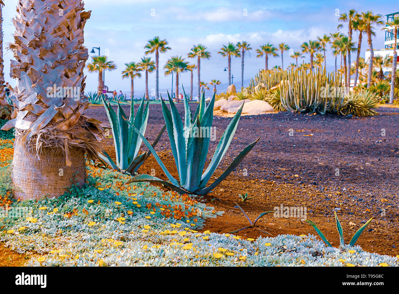 Closeup agave Cactus, abstrakte natürlichen Hintergrund und Textur, im Hintergrund Palmen. Teneriffa, Spanien Stockfoto