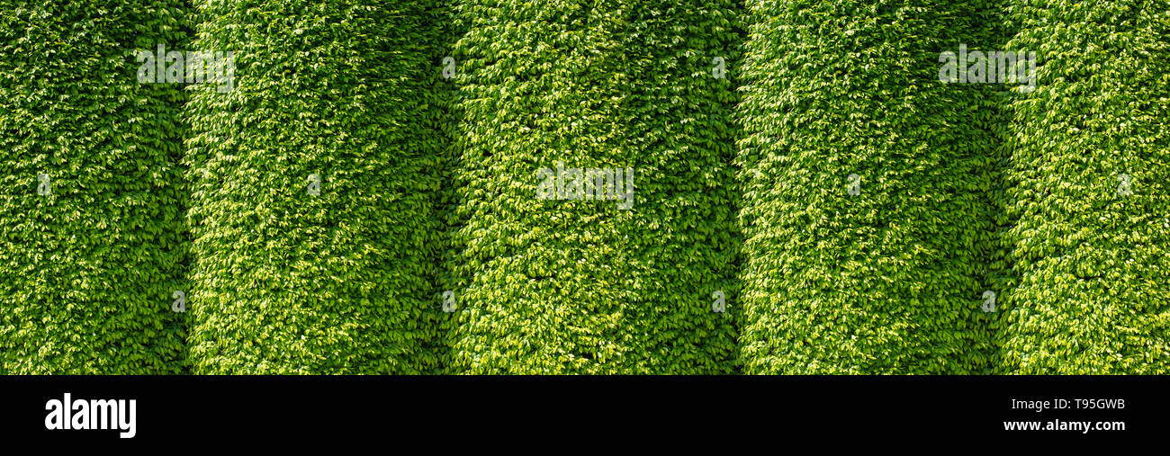 Vertikale Garten mit grünen Blättern, Kontrast Stockfoto