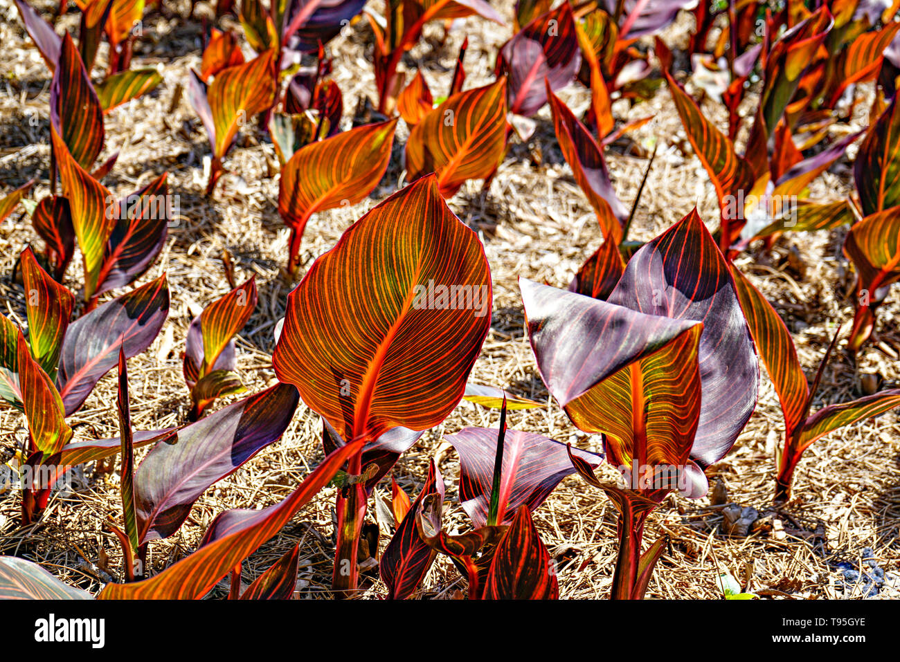 Canna leaves Fotos und Bildmaterial in hoher Auflösung Alamy