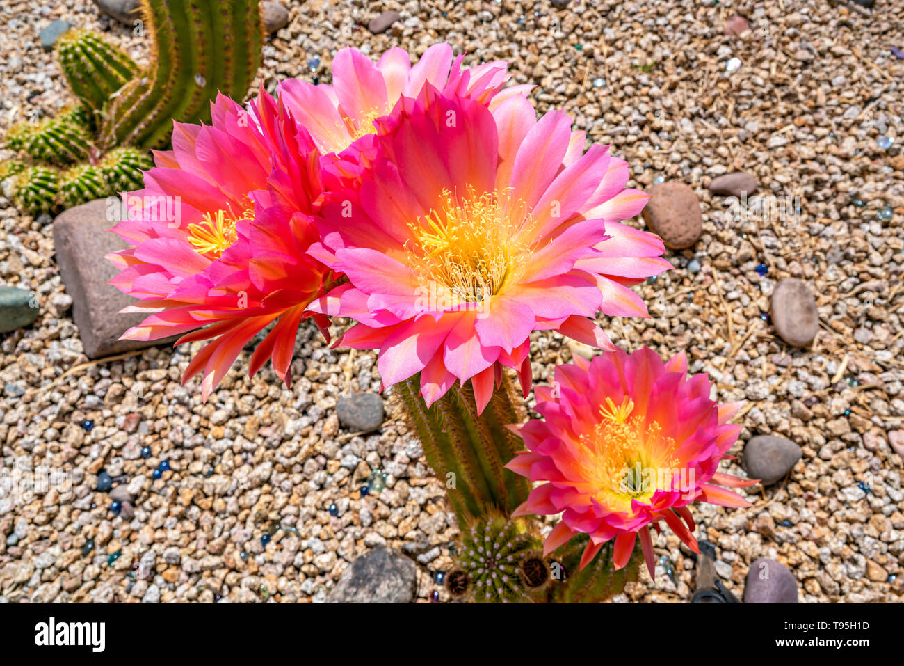 Bunte Wüste Blüten Stockfoto