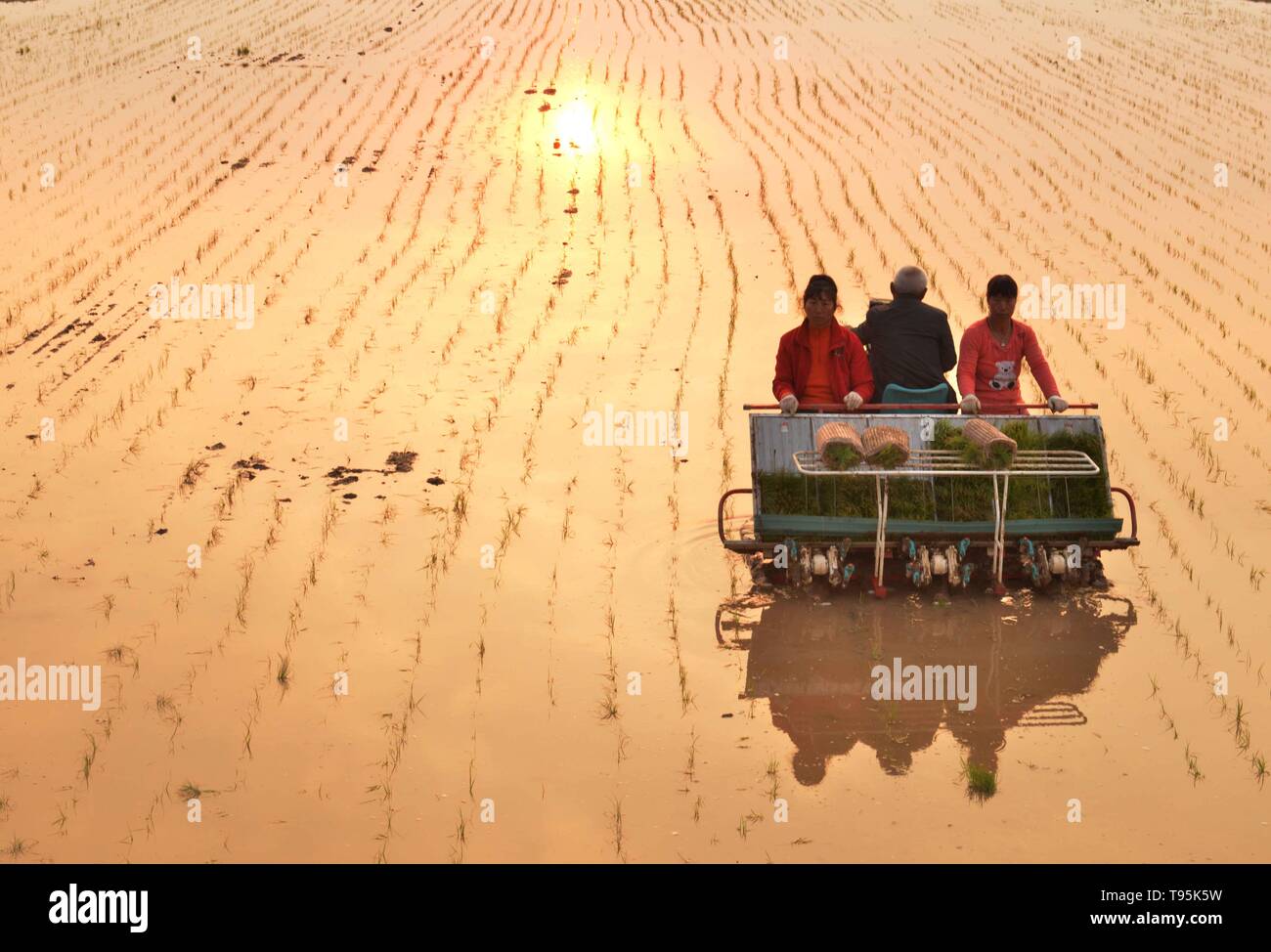 Peking, Chinas innere Monglia autonomen Region. 1. Juni 2015. Die Landwirte eine Maschine bedienen Reis Sämlinge in einem Reisfeld zu verpflanzen mit Kochsalzlösung - alkali Boden in Xiaodanba Dorf Hohhot, Norden Chinas innere Monglia Autonome Region, 1. Juni 2015. China hat über 100 Millionen Hektar der Saline - alkali Boden, von denen rund ein Fünftel auf Ackerboden verbessert werden könnte. Gehen mit "China beschleunigt der Reisanbau in salzhaltigen Boden'. Credit: Wang Zheng/Xinhua/Alamy leben Nachrichten Stockfoto