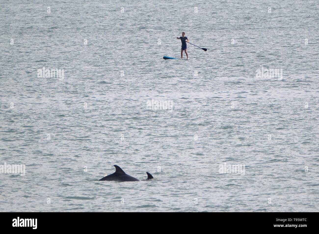 Aberystwyth Wales UK. Donnerstag, 16 Mai 2019 UK Wetter: Ein einsamer Paddel boarder erhält eine enge Begegnung mit ein paar Delphine im Meer weg von Aberystwyth Beach an einem warmen Mai Abend. Photo Credit: Keith Morris/Alamy leben Nachrichten Stockfoto