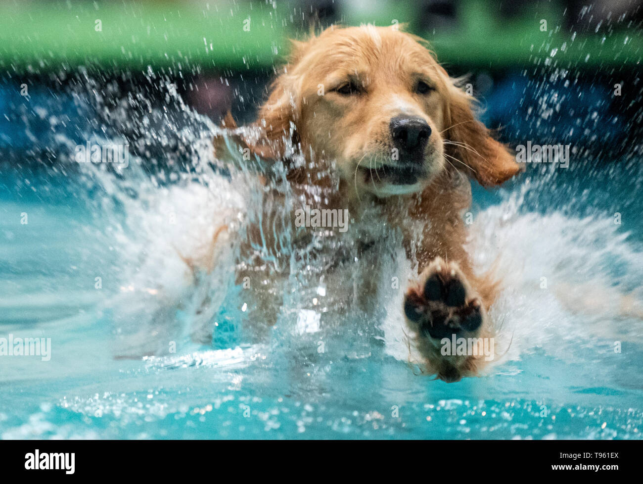 Dortmund, Deutschland. 17 Mai, 2019. Golden Retriever "Balou" endet in  einer künstlichen Pool am 'Dog-Diving' Wettbewerb. Am Wettbewerb das Tier  nimmt eine Rampe und springt entweder so weit wie möglich oder so