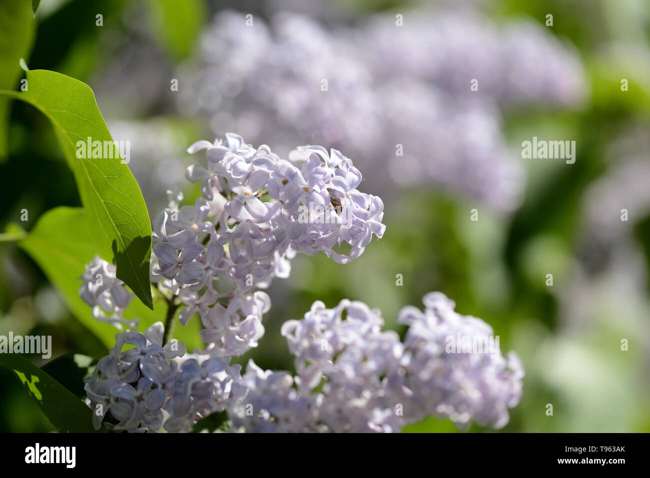 Cluster der blühenden Flieder auf einem Busch auf einem hellen Frühling Stockfoto