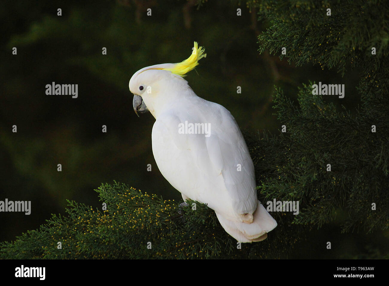 Der schwefel-Crested cockatoo (Cacatua galerita) ist eine relativ große weiße Kakadu in bewaldeten Lebensräumen in Australien gefunden Stockfoto