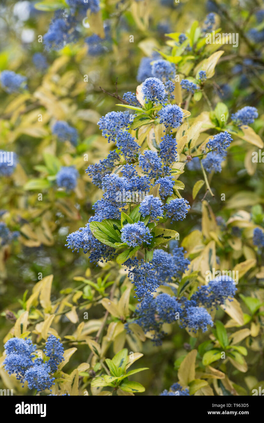 Ceanothus "Bilovec Sansibar". Kalifornischer Flieder "Bilovec Sansibar" Stockfoto