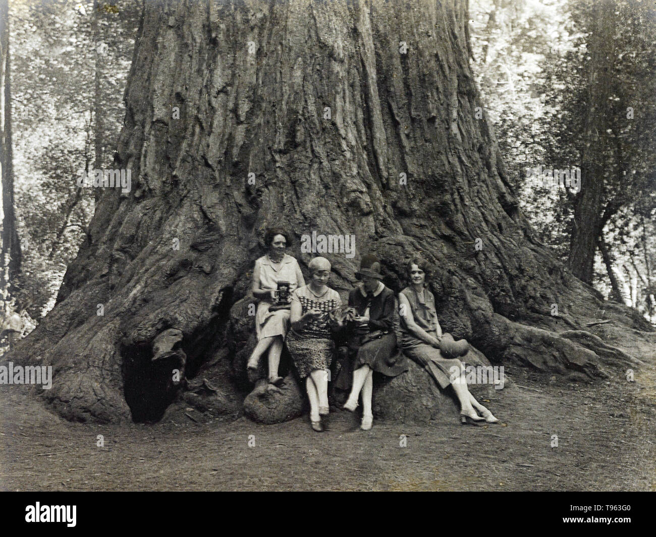 Frauen mit Kameras an der Unterseite eines Sequoia, C. 1920. Louis Fleckenstein (American, 1866-1943). Silbergelatineabzug. Stockfoto
