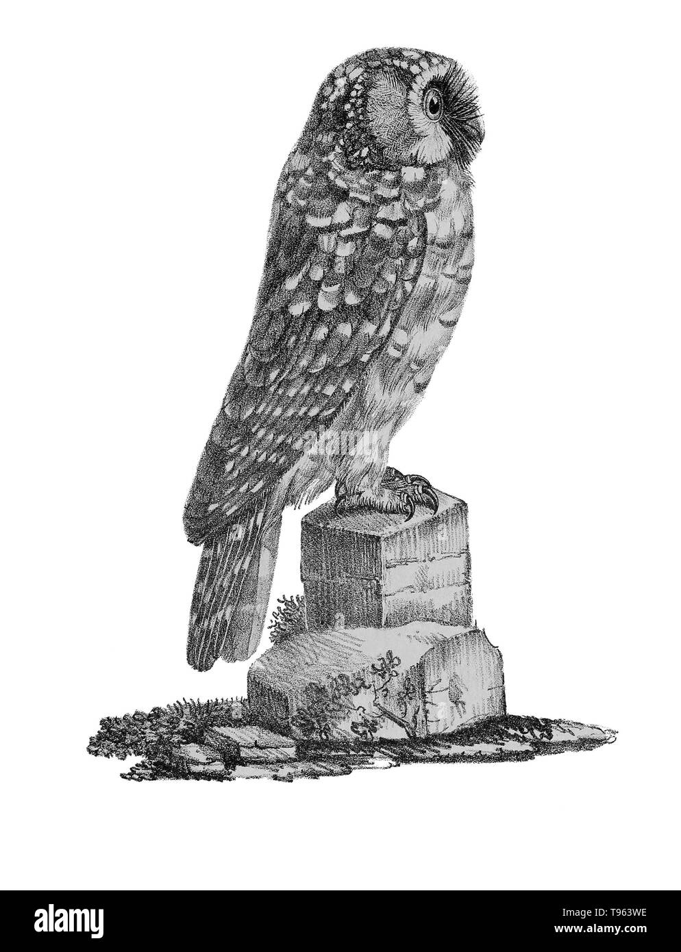 Tengmalm's Owl (Aegolius funereus) von La Galerie des Oiseaux Le Cabinet d'histoire naturelle du Jardin du Roi, 1834 edition, geschrieben von Louis Pierre Vieillot, mit Platten von Paul Louis Oudart. Vieillot, ein französischer Ornithologe, war der erste, der viele amerikanische Vogelarten Namen beschreiben und. Tengmalm's Owl, auch bekannt als der borealen Eule, ist sowohl im nördlichen Eurasien und Nordamerika gefunden. Stockfoto