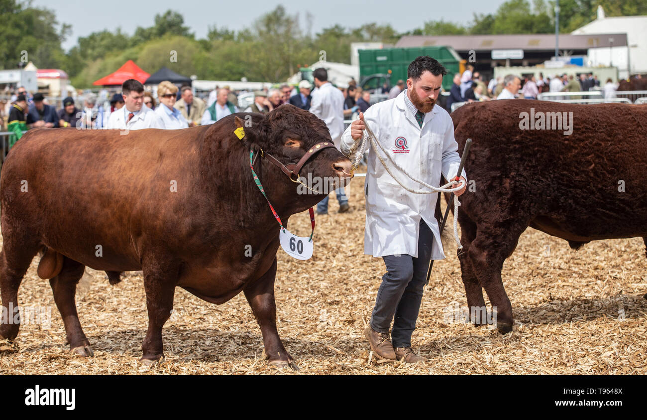 Hirt mit Vieh fahren Stick und Ruby Red Bull im Devon Devon County zeigen, 2019 Stockfoto