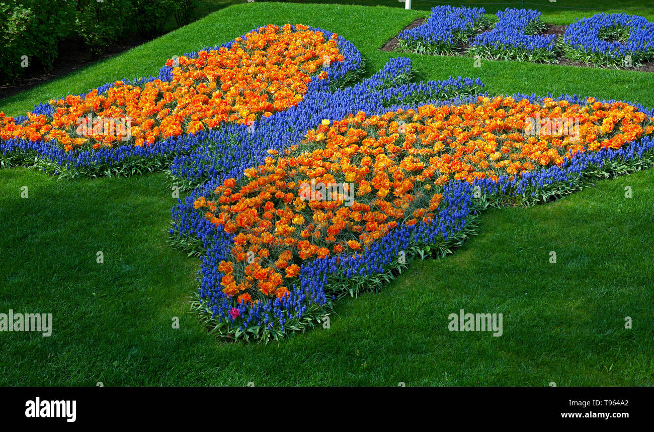 Keukenhof Holland, mit schönen bunten Schmetterling Form Blume, Blumen und Blüten im Frühling. Europa Stockfoto