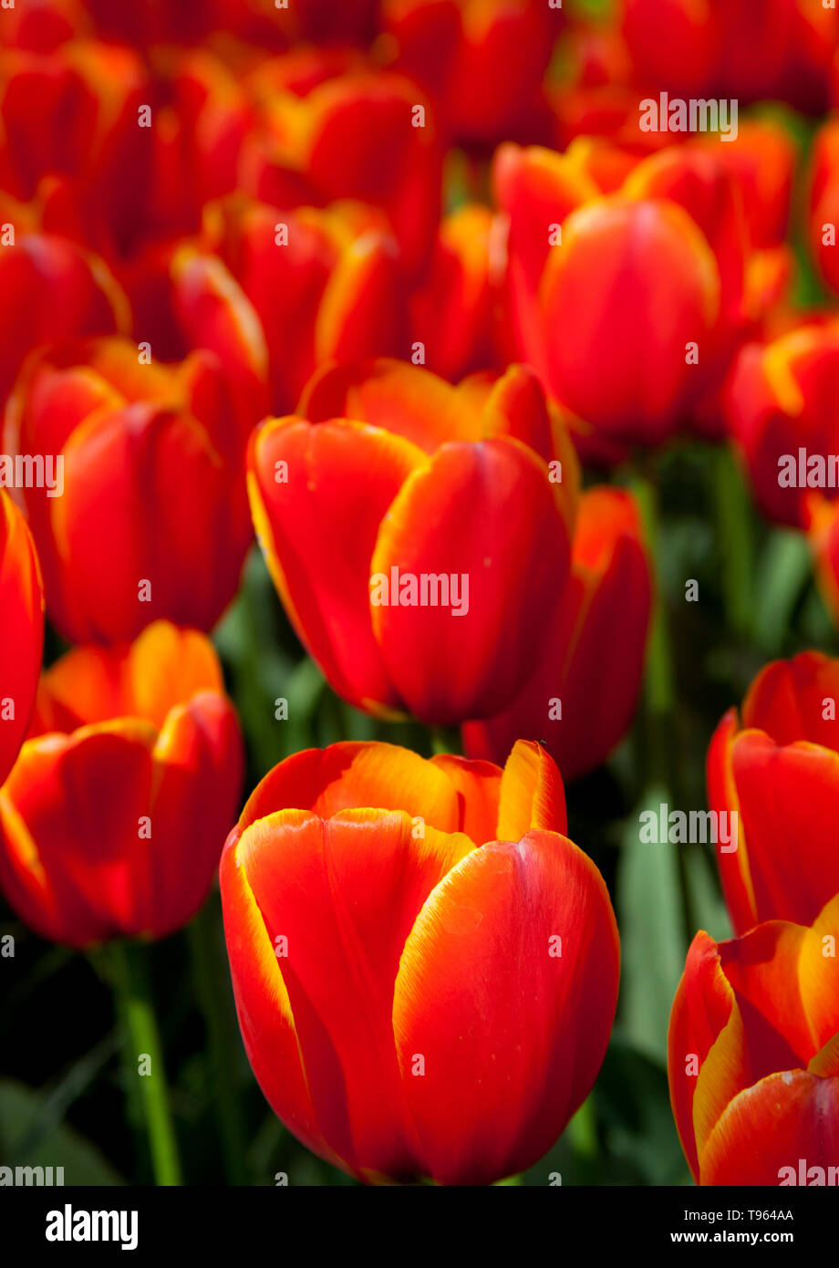 Keukenhof Holland, mit schönen bunten roten und gelben Tulpen Blumen und Blüten im Frühling. Europa Stockfoto