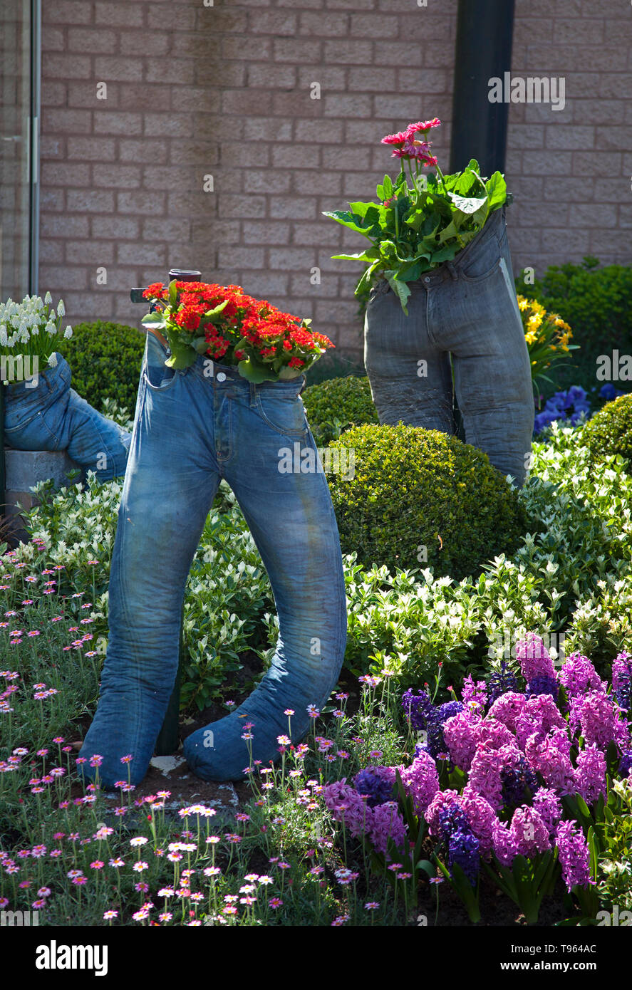 Keukenhof Holland, mit schönen bunten Blumen in Jeans Pflanzer im Frühjahr gepflanzt. Europa Stockfoto