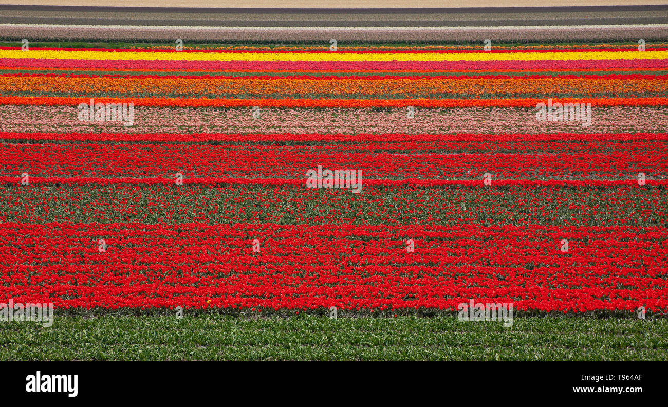 Keukenhof Holland, mit schönen bunten Blumen und Blüten im Frühling. Europa Stockfoto