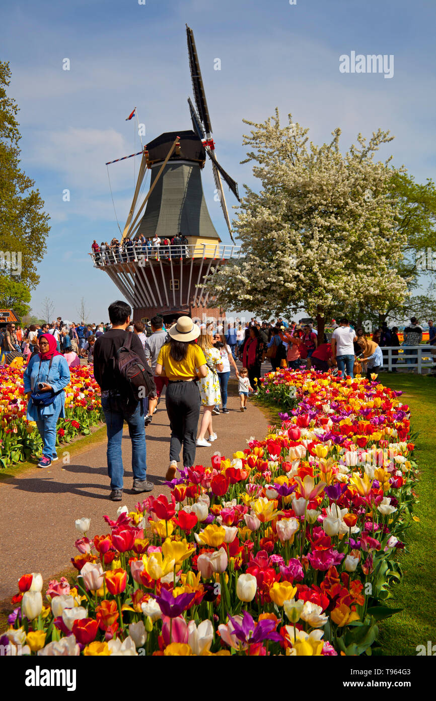 Keukenhof Holland, mit schönen bunten Blumen und Blüten und Besucher neben der Windmühle im Hintergrund, Frühling. Niederlande, Europa Stockfoto