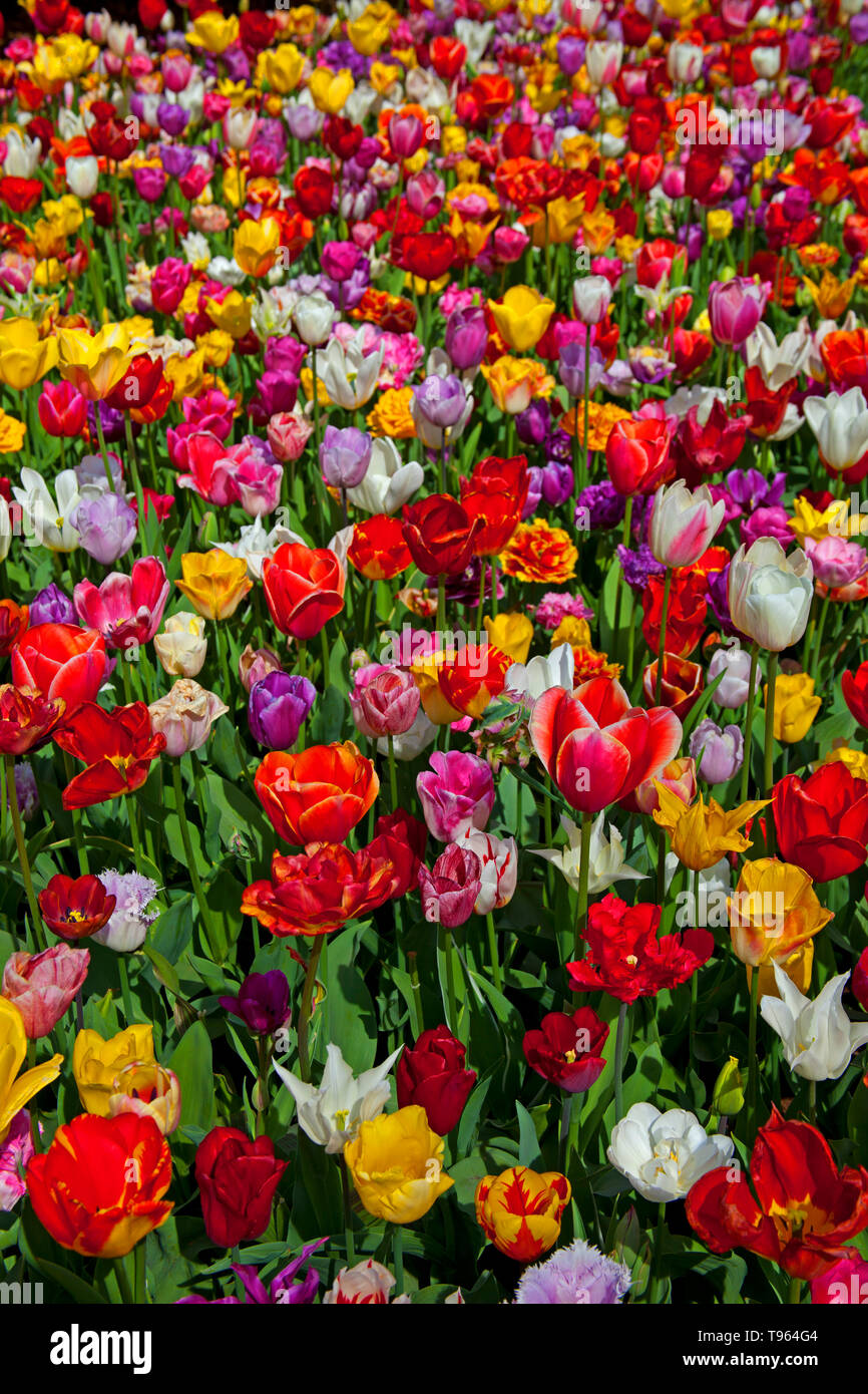 Keukenhof Holland, Tulpen mit schöne bunte Tulpen Blumen und Blüten im Frühling. Europa Stockfoto