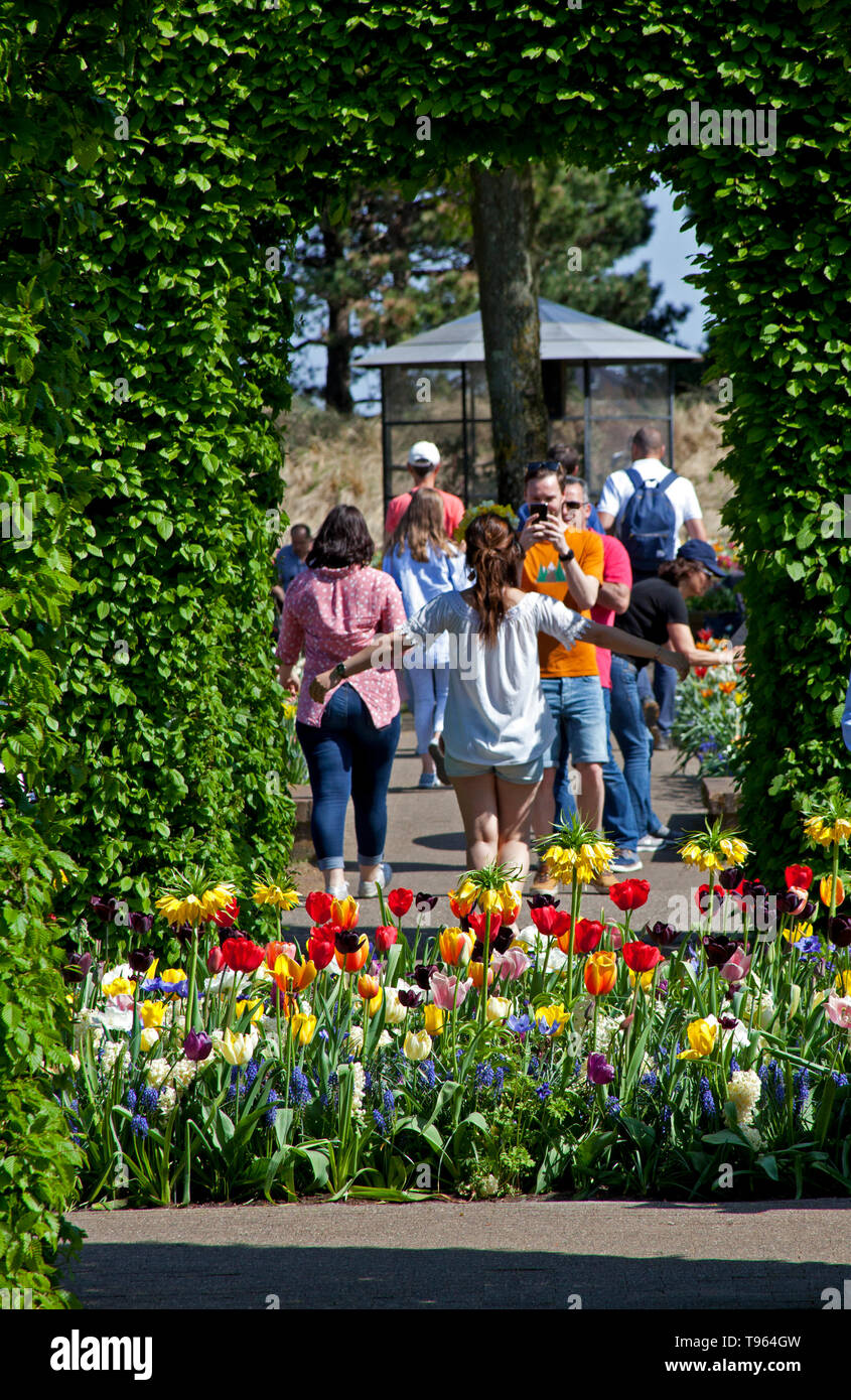 Keukenhof Holland, touristische wirft mit mit schönen bunten Blumen und Blüten im Frühling. Europa Stockfoto