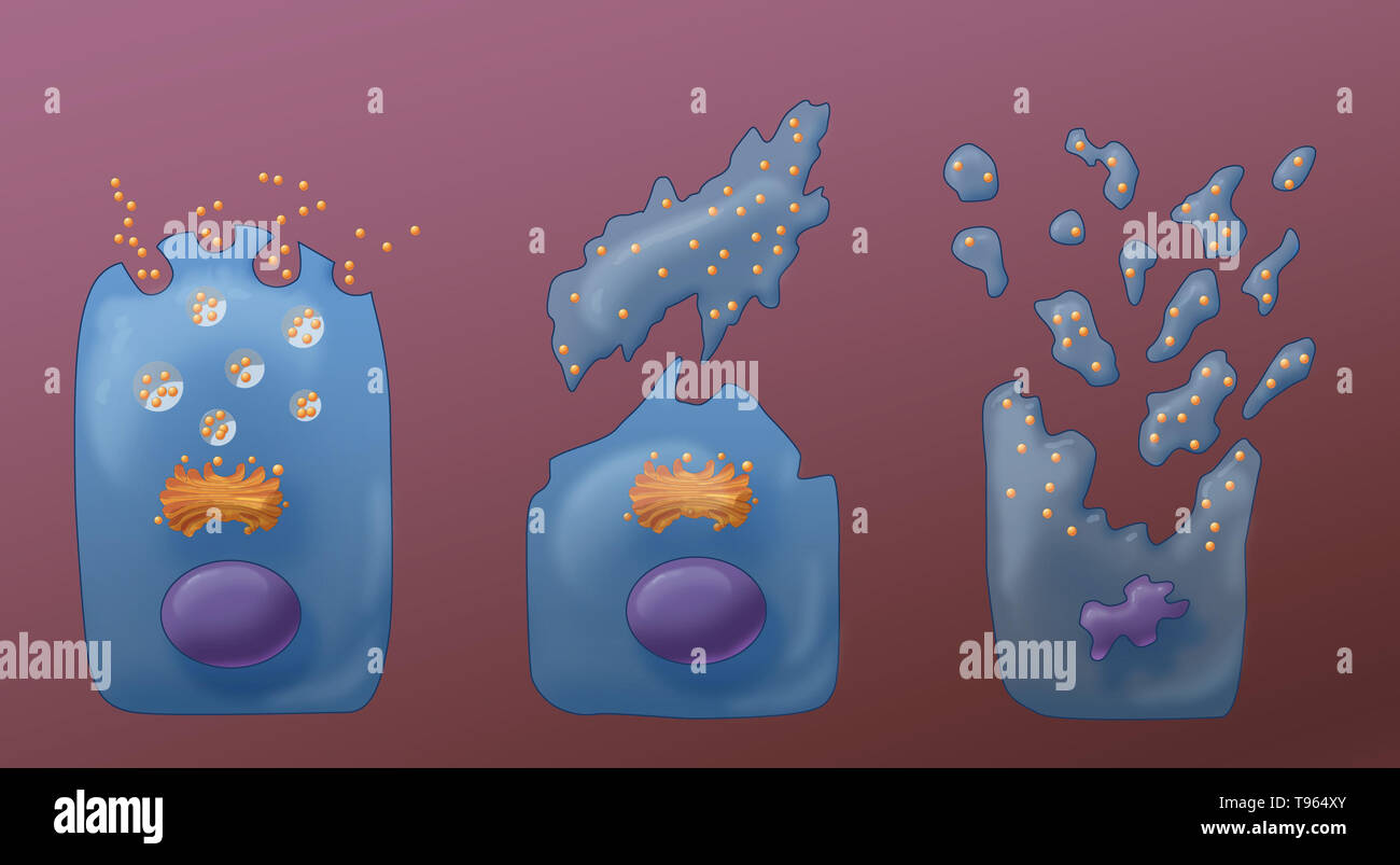 Abbildung: Die drei Arten von exokrinen Sekretion (von links nach rechts): Merocine, Apokrinen und Holocrine. In Merocine Sekretion, die Zelle bleibt intakt; in Apokrine Sekretion, die abgeklemmt Teil der Zelle ist die Sekretion; und in Holocrine, die reife Zelle stirbt und wird zum Sekretorischen Produkt. Stockfoto