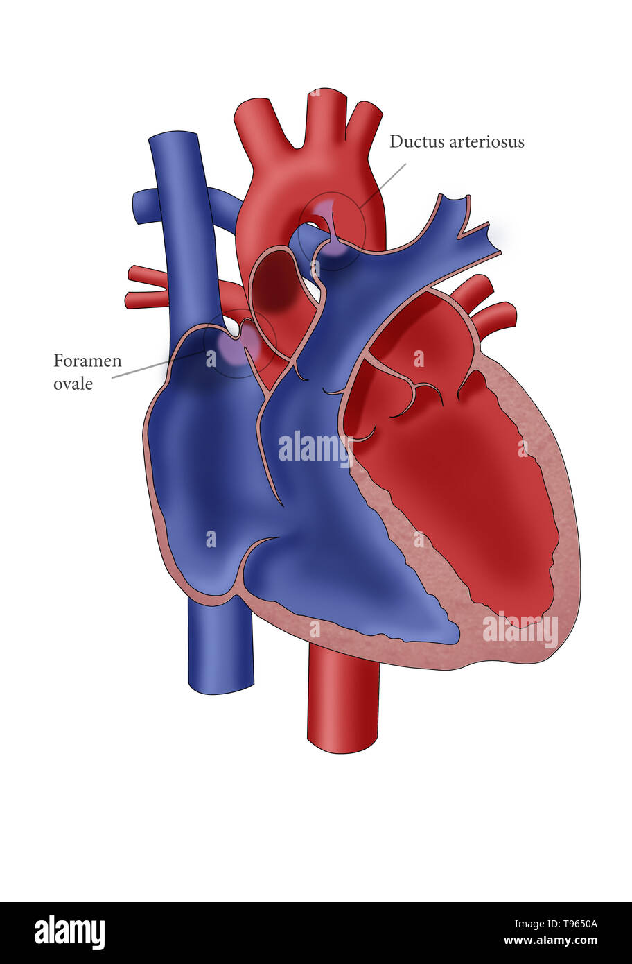 Foramen Ovale Anatomie Stockfotos Und Bilder Kaufen Alamy
