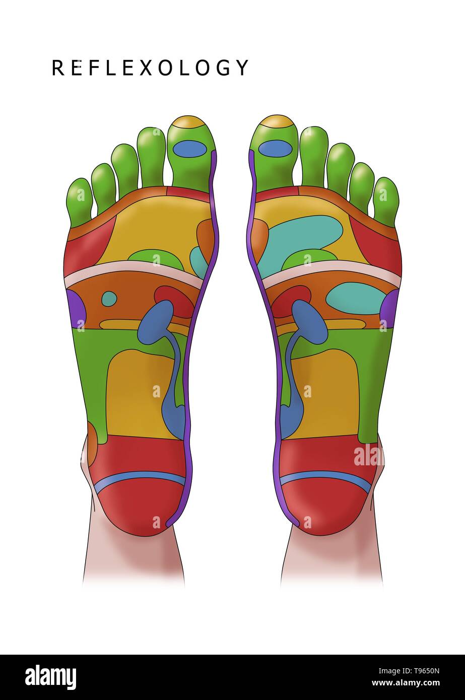 Abbildung der Füße, Fuß-Reflexzonenmassage Zonen. Eine Fußreflexzonenmassage ist eine Form der alternativen Medizin, in dem die Zonen der Füße geglaubt werden in verschiedenen Teilen des Körpers zu entsprechen. Stockfoto