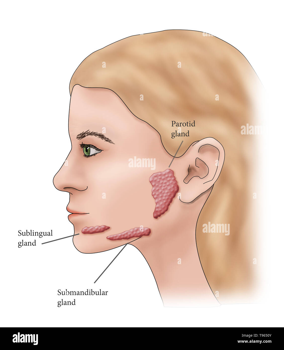 Abbildung: Lage der Speicheldrüsen in einem weiblichen Profil. Stockfoto