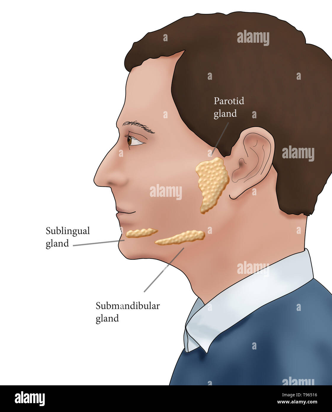 Abbildung: Lage der Speicheldrüsen in einem männlichen Profil. Stockfoto