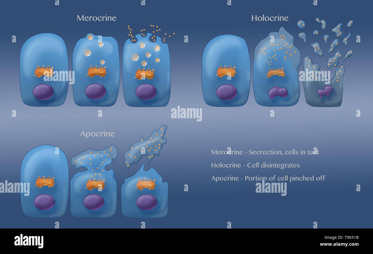 Abbildung: Die drei Arten von exokrinen Sekretion (im Uhrzeigersinn von oben links): Merocine, Apokrinen und Holocrine. In Merocine Sekretion, die Zelle bleibt intakt; in Apokrine Sekretion, die abgeklemmt Teil der Zelle ist die Sekretion; und in Holocrine, die reife Zelle stirbt und wird zum Sekretorischen Produkt. Stockfoto