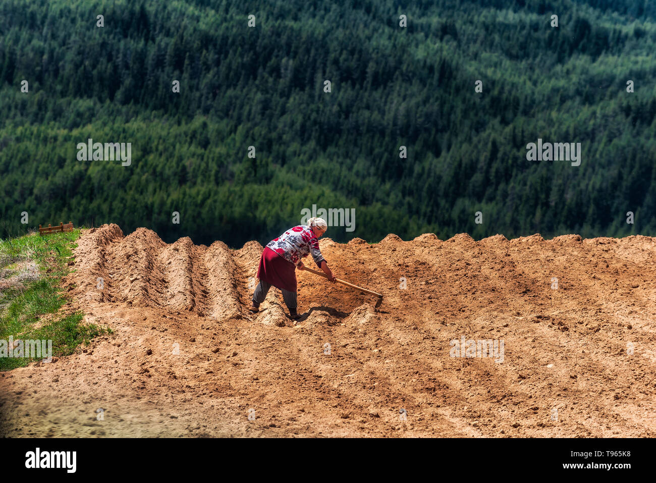 Alte Frau alleine das Jäten durch eine Kartoffel Feld während der heißen Tag Stockfoto