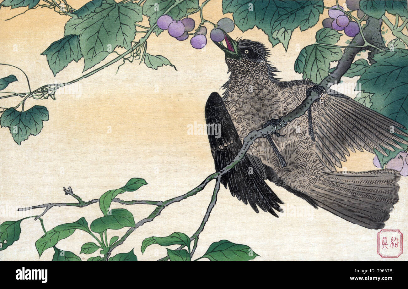 Kachoga. Unbekannter vogel Kommissionierung Trauben vom Weinstock. Ukiyo-e (Bilder der fließenden Welt) ist ein Genre der japanischen Kunst, die vom 17. bis 19. Jahrhundert blühte. Ukiyo-e war zentral für die Wahrnehmung des Westens für Japanische Kunst im späten 19. Jahrhundert. Die Landschaft Genre hat kommen die westlichen Auffassungen von Ukiyo-e zu beherrschen, obwohl Ukiyo-e eine lange Geschichte vor diesen späten - ära Meister hatte. Stockfoto