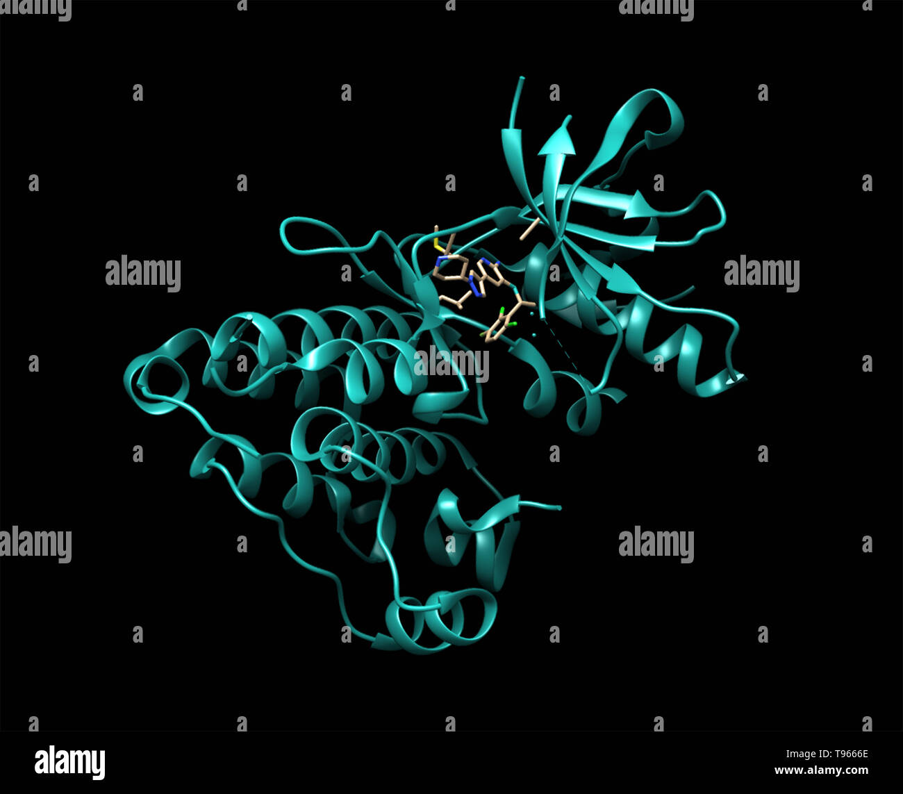 3D-Darstellung der Anaplastischen Lymphom Kinase mit crizotinib. ALK spielt eine wichtige Rolle in der Entwicklung des Gehirns und entfaltet seine Wirkungen auf bestimmte Neuronen im Nervensystem. Dieses Gen gefunden wurde neu angeordnet werden, mutiert, oder in einer Reihe von Tumoren einschließlich anaplastic Large Cell Lymphome, Neuroblastome verstärkt und nicht-kleinzelligem Lungenkrebs. Crizotinib (Handelsname Xalkori) ist ein Medikament gegen Krebs, das als ALK-Inhibitor, zugelassen für die Behandlung von nicht-kleinzelligen Lungenkrebs wirkt Stockfoto