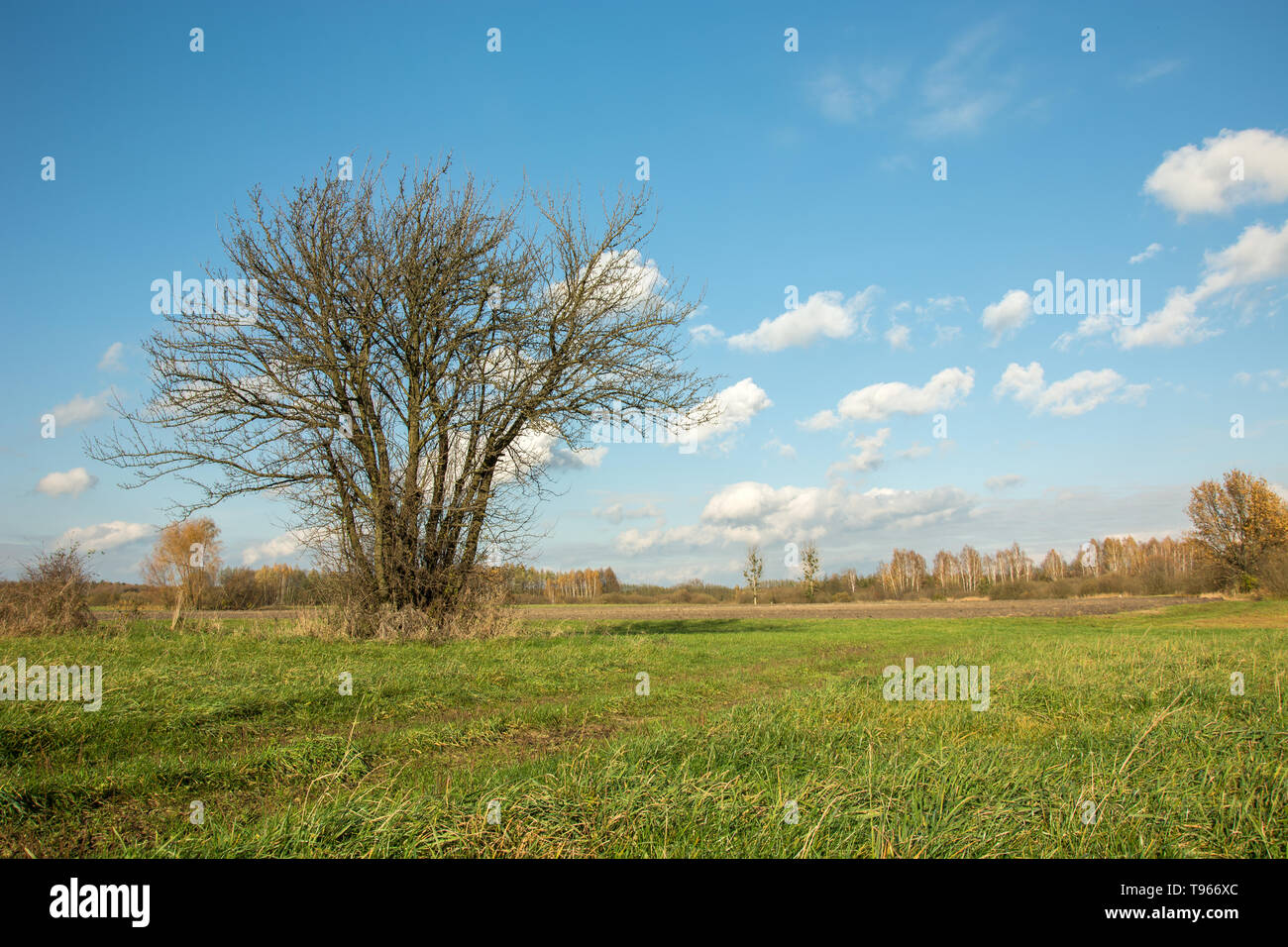 Gruppe von dünnen Bäume ohne Blätter wachsen auf einer grünen Wiese und weiße Wolken am blauen Himmel - an einem sonnigen Tag Stockfoto