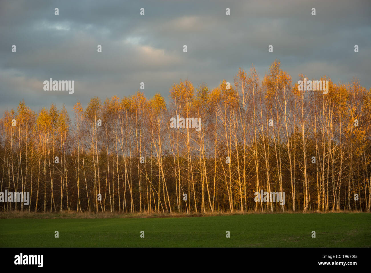Grüne Wiese, Herbst hohe Birke Wald und graue Wolken im Himmel Stockfoto