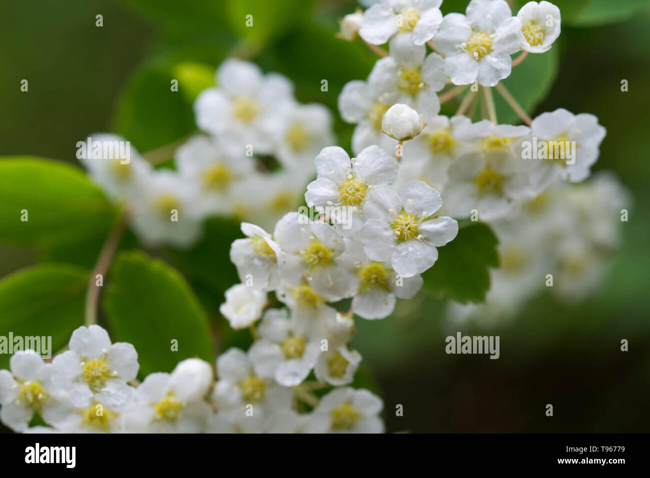 Spirea Strauch mit weißen Blumen auf Zweig closeup Stockfoto