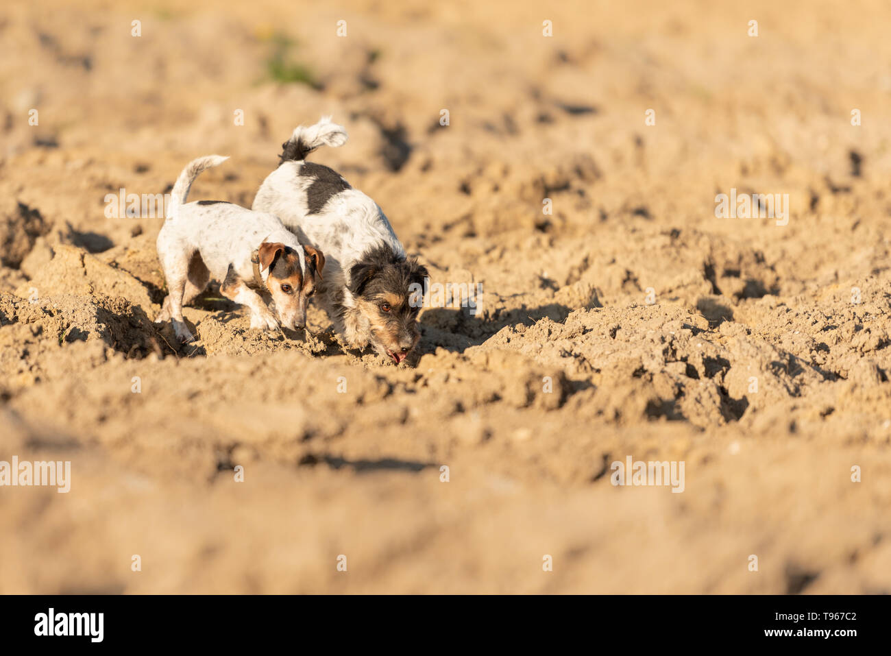Cute 2 Jack Rusell Terrier Hund sind nach einem Trail auf einem Feld. Hunde sind 4 und 12 Jahre alt. Stockfoto